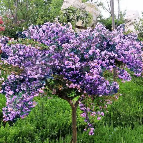 丁香花树苗紫丁香花暴马丁香南北方庭院绿化苗木地栽盆栽当年开花