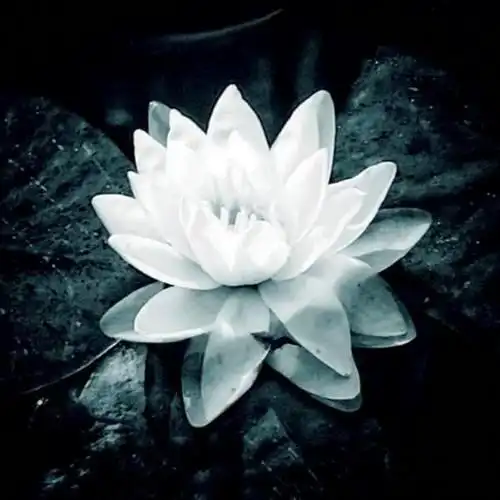 佛系图片头像禅意荷花 独一无二的佛系莲花图片微信头像_微信头像