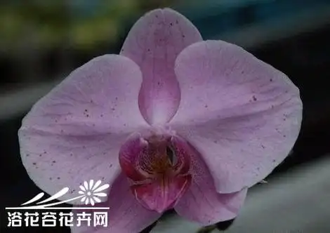 蝴蝶兰灰霉病及其防治