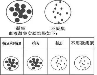 人的abo血型可以通过凝集素抗a和凝集素抗b的凝血反应来确定.