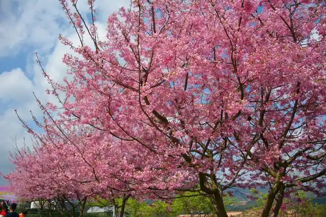 国内最大面积的樱花花海在这里来一场浪漫的粉色邂逅
