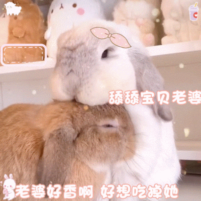 表情包动图图可爱