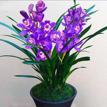 春瑞名贵兰花四季花卉开花浓香大花朵盆栽室内花卉建兰绿植兰草绿植