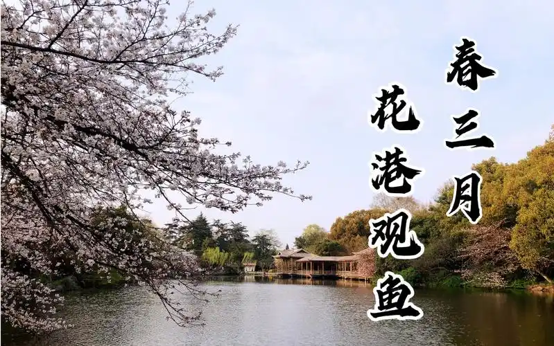 实拍杭州西湖十景之一花港观鱼,春暖花开美到极致