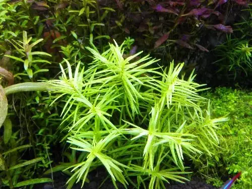 十字牛顿从从五根到爆缸 - 水草种植 - cta南美水族 - powered by