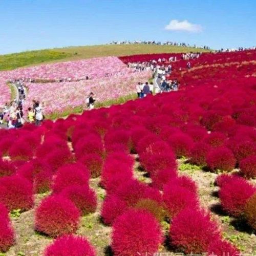 红绿叶地肤草种子扫帚菜种子花海花坛庭院盆栽草坪花草籽四季种植