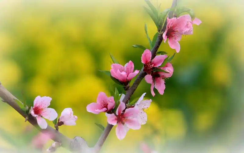 桃花绽放的季节壁纸图片