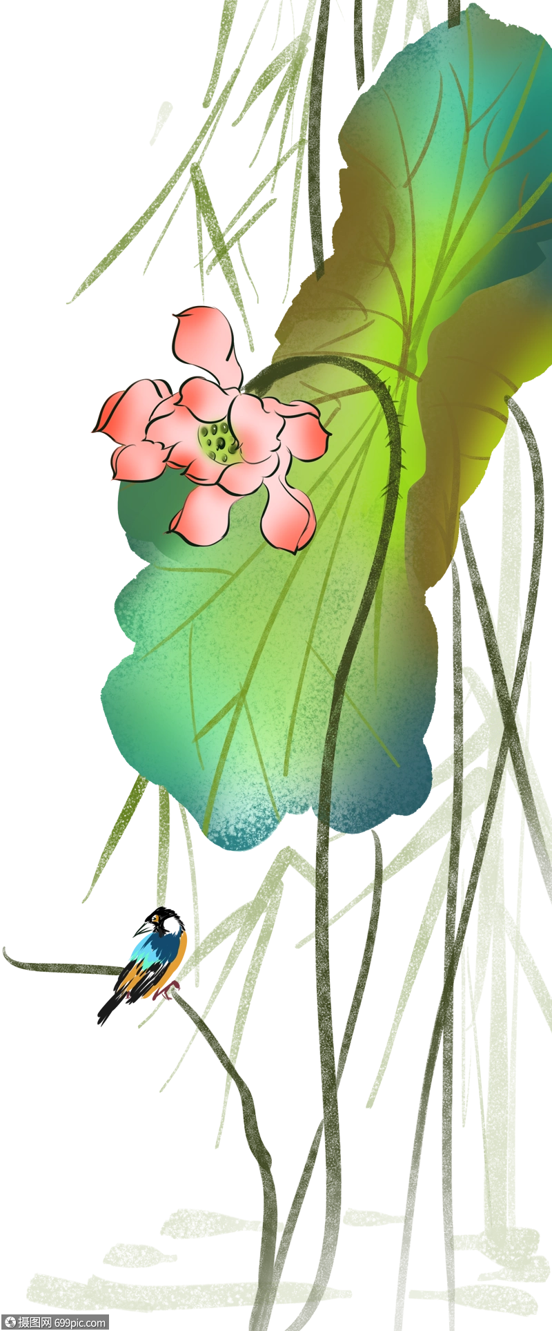 花鸟画中国风手绘插画图片