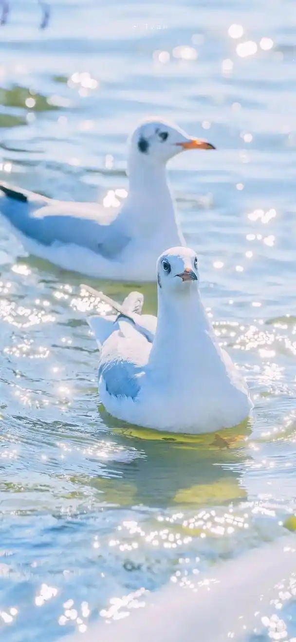 海鸥壁纸,海鸥是大海的心灵,是天空的诗人