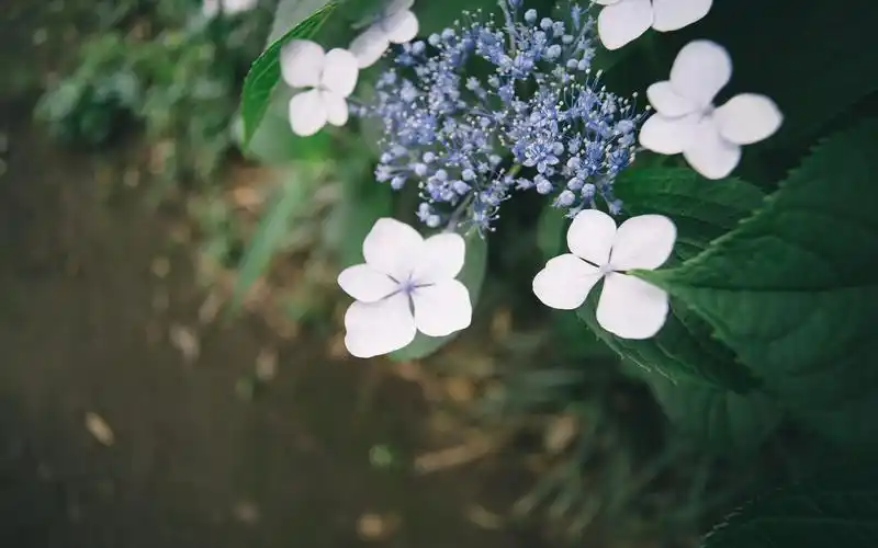 春天的小花小清新唯美高清壁纸