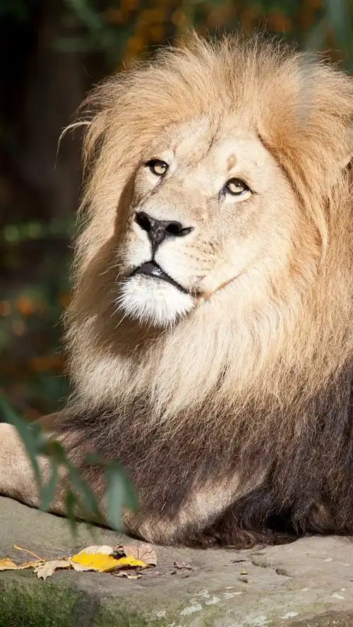 壁纸 狮子休息,石头,野生动物 1920x1440 hd 高清壁纸, 图片, 照片