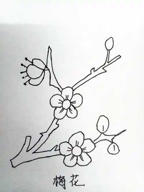 花简笔画图片 花简笔画图片大全带颜色