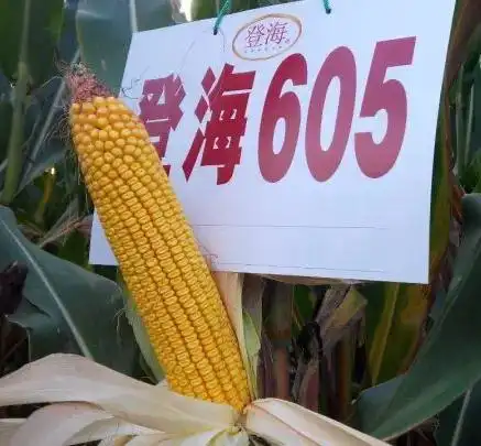 稳扎稳打寻求新利润增长点|玉米|莱州市|中国农业大学|登海种业