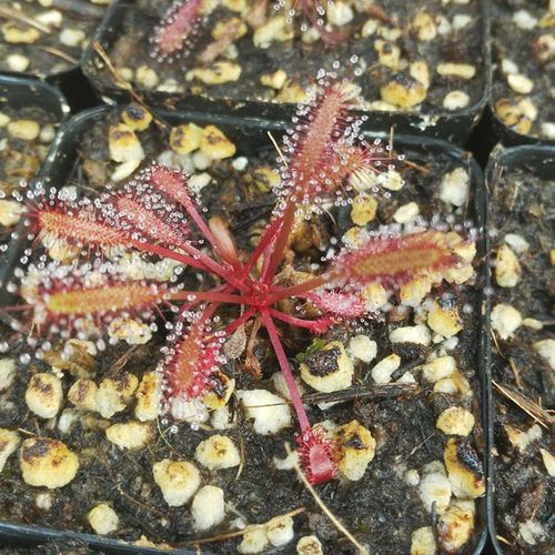 食虫草食人花红色好望角茅膏菜萌植苑会动的会卷新奇花卉绿植盆栽