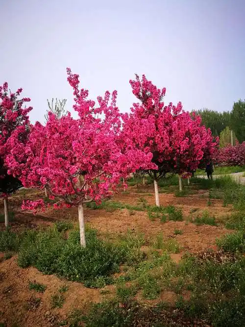 古滦河生态公园内盛开的北美海棠花