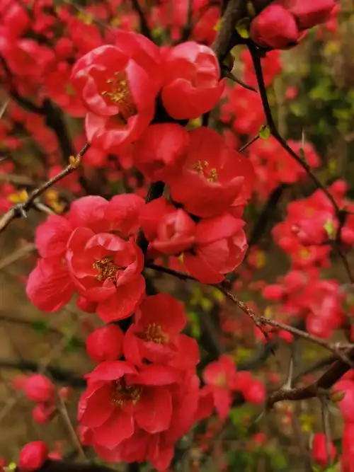 【美艳贴梗海棠花,春风占尽竞风流】{原创作品}