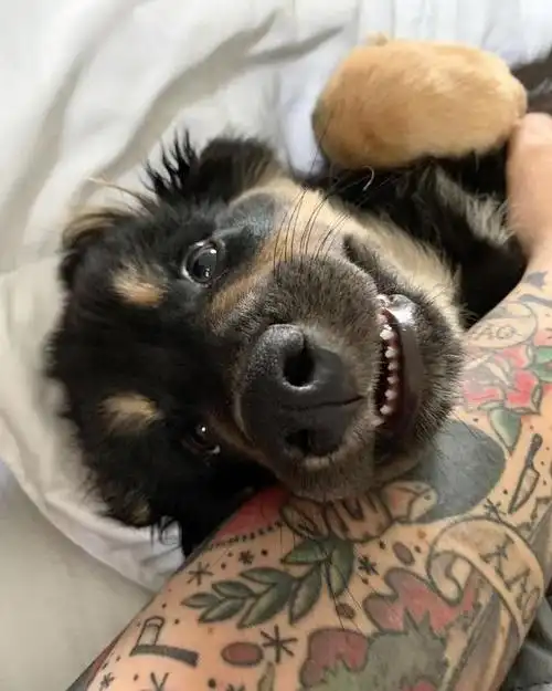 宅在家也要开开心心,让一组狗狗的露齿笑,为你们放松心情吧