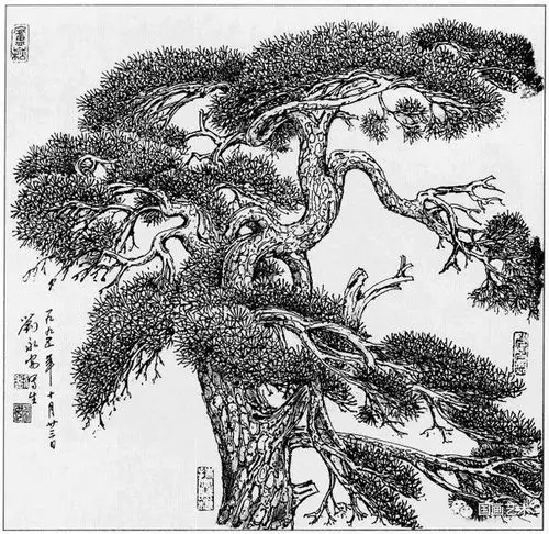 线描松树图谱选页欣赏上