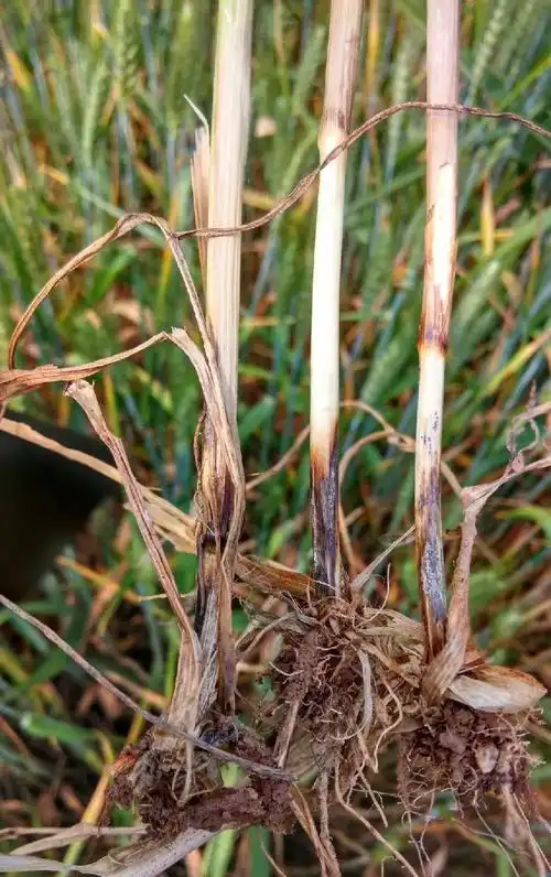 抽穗后发病拔起根部会发现根部和茎部1~2节都会变成黑色,病斑黑亮.