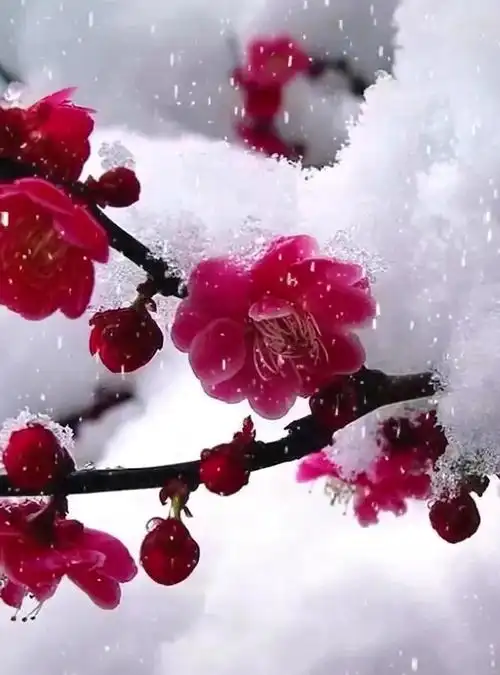 感觉每每面对雪中梅二便是了她这般的美只需心与灵的碰撞不须言语这般