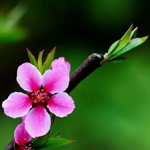 桃花红了_好看的微信头像图片_扣扣居