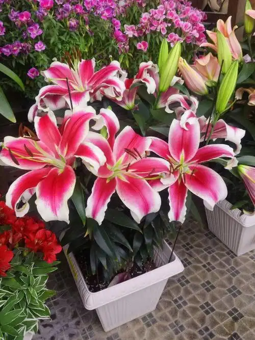 纯洁,高贵,永恒的爱它是百合中很优质的品种09被称为是百合女王99