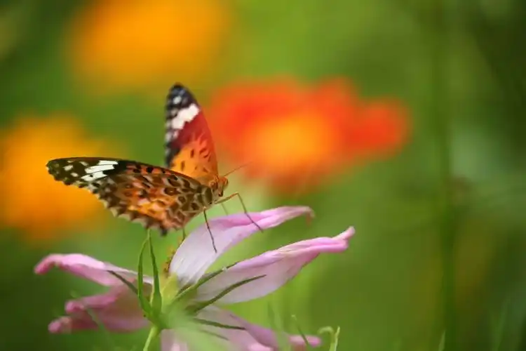 句容赤山脚下 湿地荷花,美丽的蝴蝶