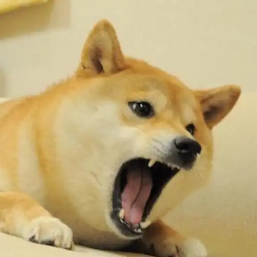 呆萌的柴犬doge小黄狗表情大合集