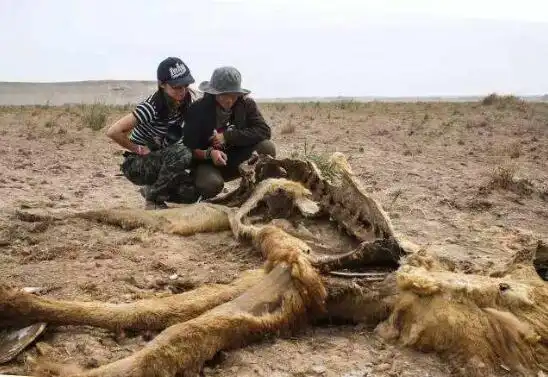 1978罗布泊食人蜥蜴恶性事件便是产生在这儿的一起十分灵异事件