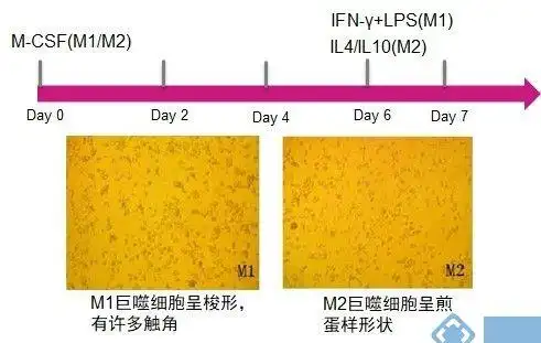 小鼠巨噬细胞极化步骤 ▲▼  巨噬细胞的鉴定 ▼▲ 对分化后的人