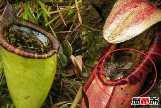 世界上最大的食人花,大王花(吃人图片触目惊心)