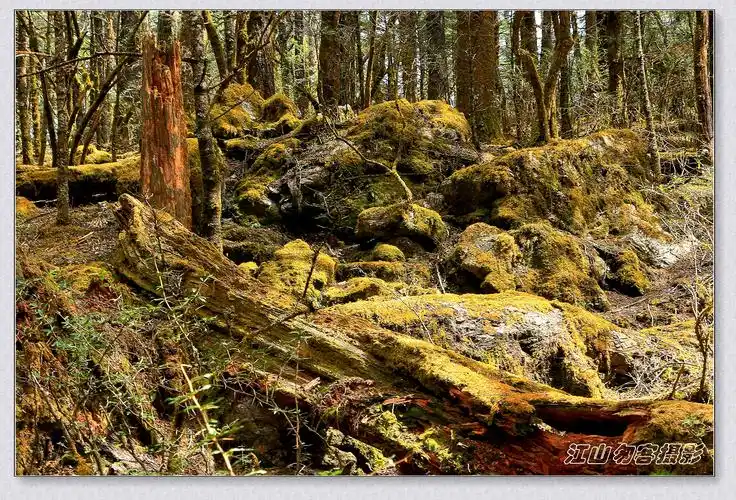 穿原始森林栈道登牦牛坪, 近赏玉龙雪山十三峰 - 美篇