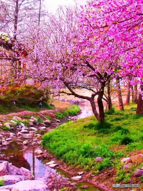 美丽风景和花💐💐💐收集2020年3月11日🌴🌴🌴 - 美篇