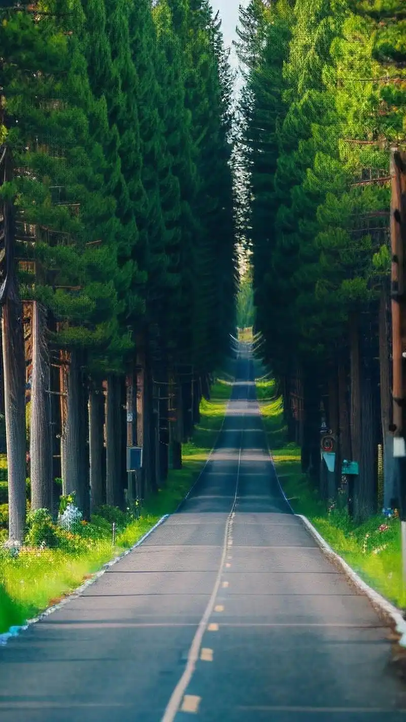 99护眼绿色森林高清手机壁纸95 亲们,想要给手机换上一款既能护眼