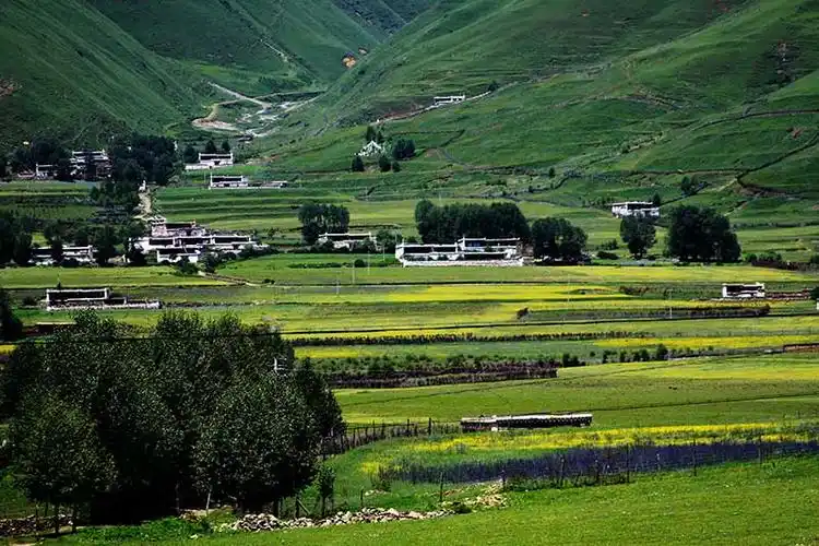 xt14400中式山水田园菜花田房子青山婺源油菜花