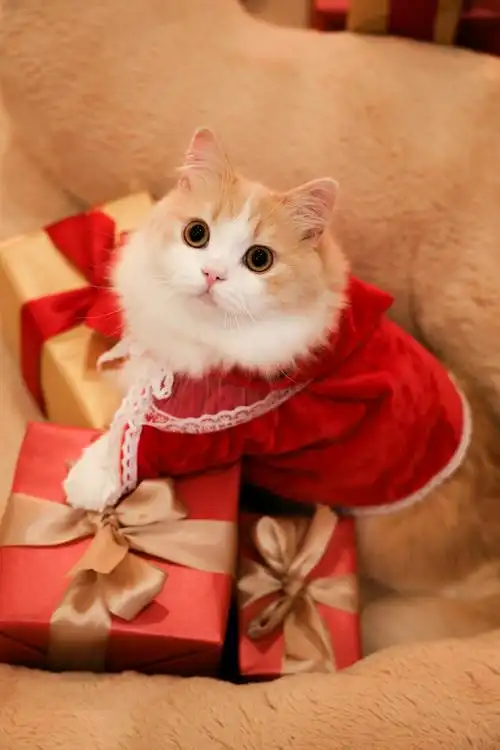 记录小奶猫的一天