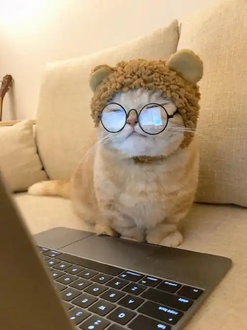 红包,参与#微博连麦周#                   o网页链接 o橘猫沙梨sa