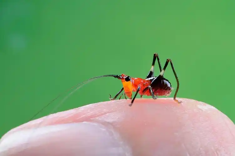 悦鸣草螽若虫心禅关注