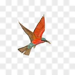 古风飞鸟图片素材_免费古风飞鸟png设计图片大全_图精灵