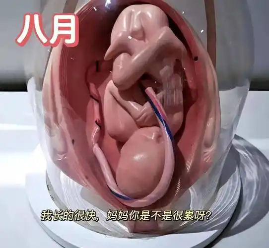 一组3d图记录怀胎十月,胎儿发育全过程,看完后,感叹生命神奇