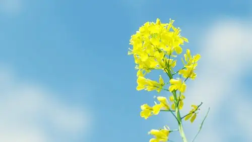 小清新黄色小花高清桌面壁纸