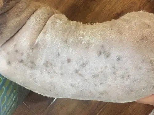 狗狗身上有很多黑点,狗狗有点胖,感觉她也不痒,想问下这是什么情况