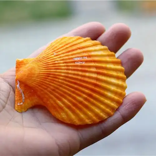 热卖天然海螺烧烤橘黄黄扇贝壳粉丝扇贝鱼缸海螺