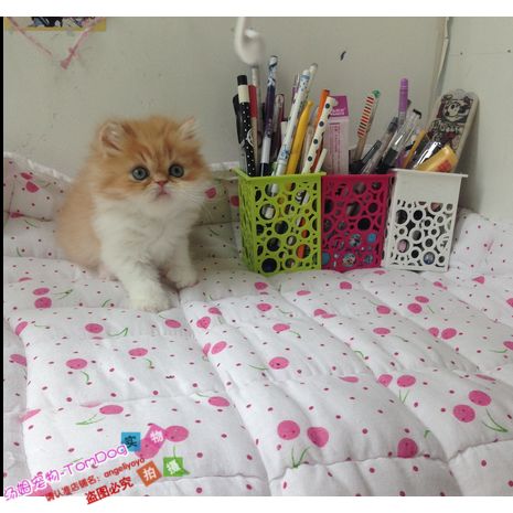 加菲猫宠物活体猫咪血统红白异国长毛宠物加菲猫波斯猫幼猫e