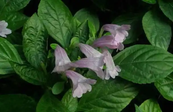 农村到处都是的植物有利尿消肿的功效,金鸡毛草吃过肯定是农村人_网易