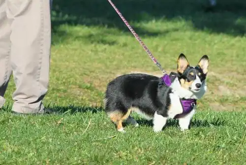 这种板凳狗其实精力旺盛不好对付