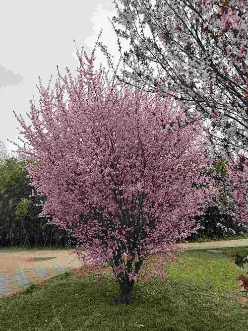 商丘物候记017美人梅开