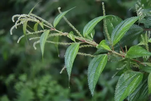 庆元植物1217-荨麻科-苎麻属-海岛苎麻