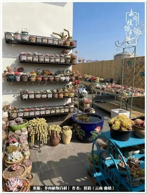 爆改屋顶打造秘密多肉花园