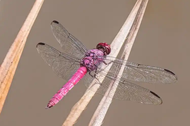 一只美丽的红蜻蜓2048x1536分辨率查看